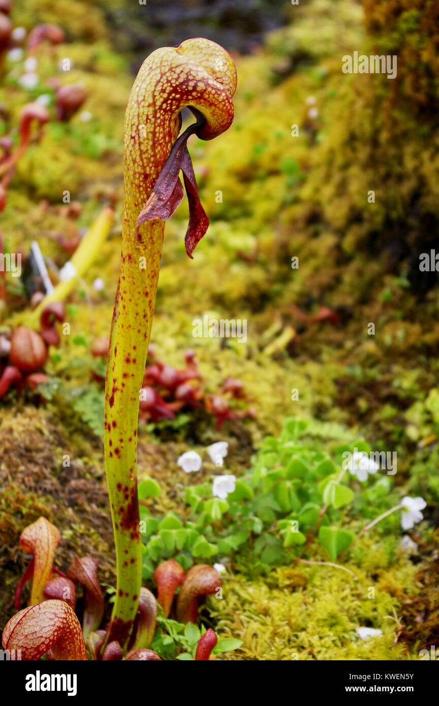 Pitcher Plant (Sarracenia flava var. maxima). Stock Photo