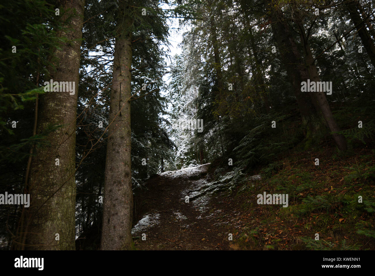 a winter in the Carpathian Mountains Stock Photo