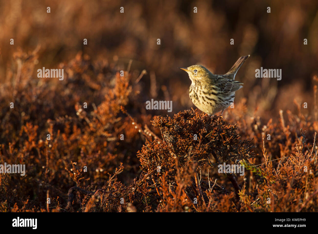 Meadow pipit, Latin name Anthus pratensis, perched on heather in warm early morning light Stock Photo