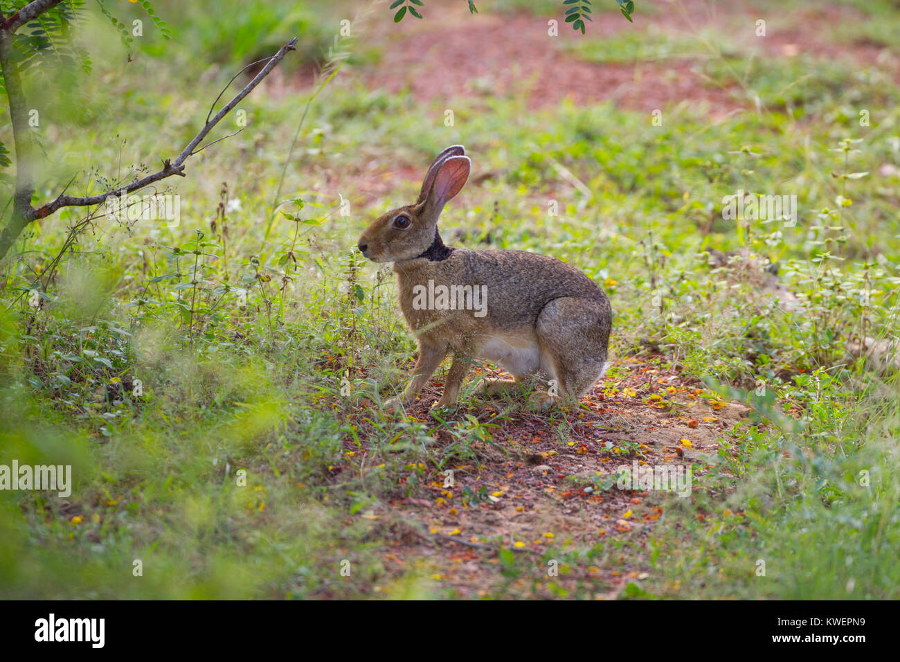 Black-necked Hare Lepus nigricollis Yala National park Sri lanka Stock Photo