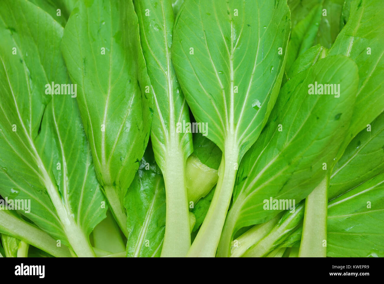 Commonly used vegetables in chinese cooking hires stock photography