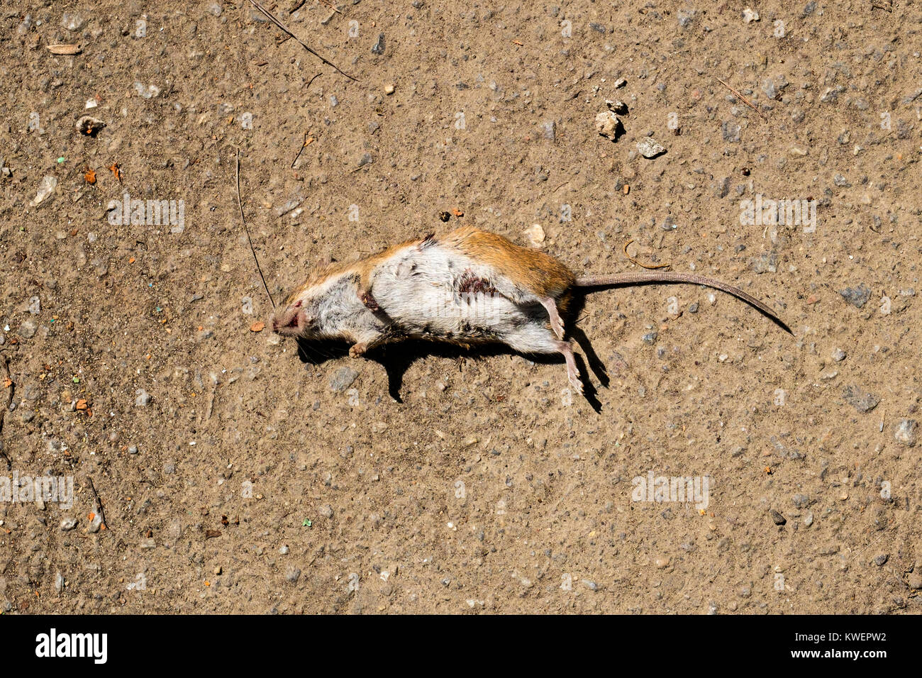 Dead house mouse lying on the ground Stock Photo Alamy