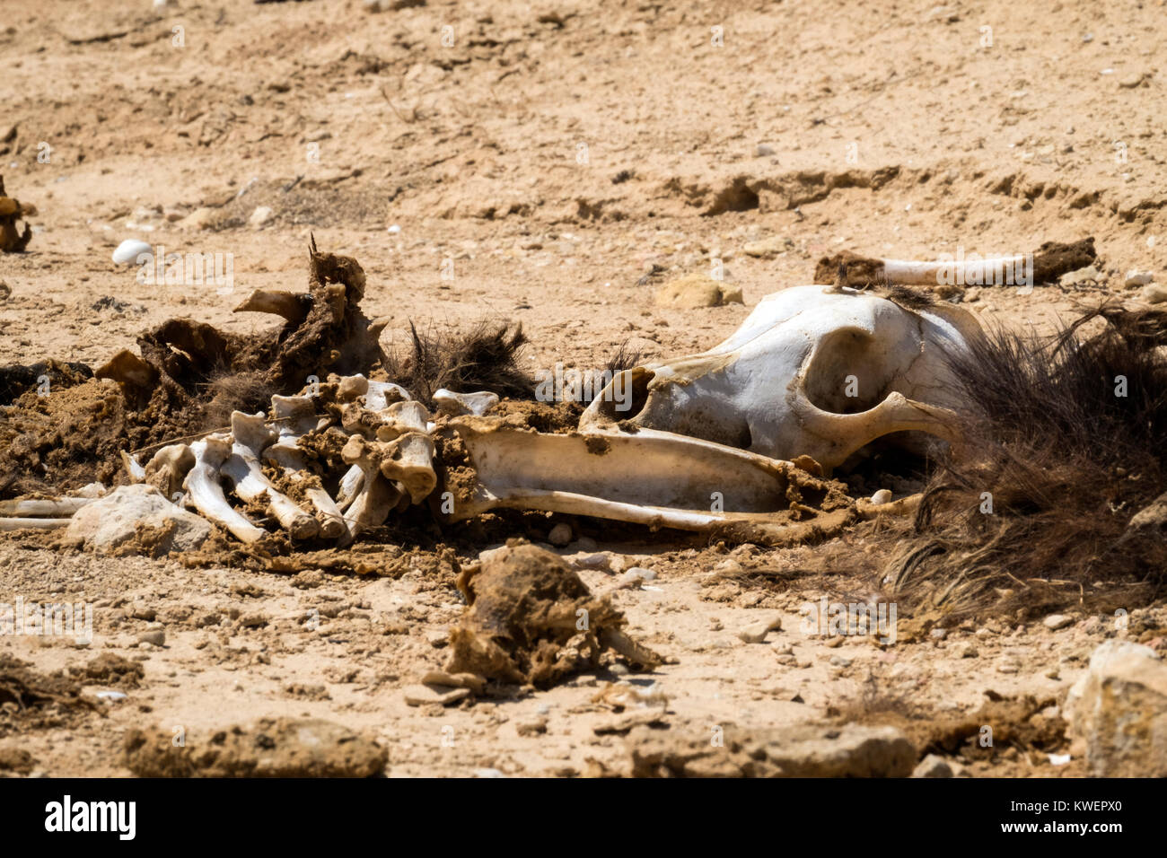 The bones and skull of a dead dog with the remains of wool and flesh lie on the ground in the desert Stock Photo