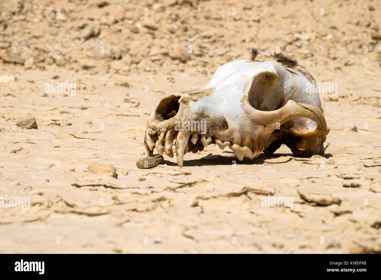 The skull of a dog with a bundle of wool on the vertex lies on the ground Stock Photo