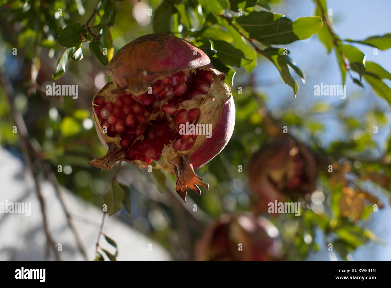 An exploding pomegranate apple on the tree Stock Photo Alamy