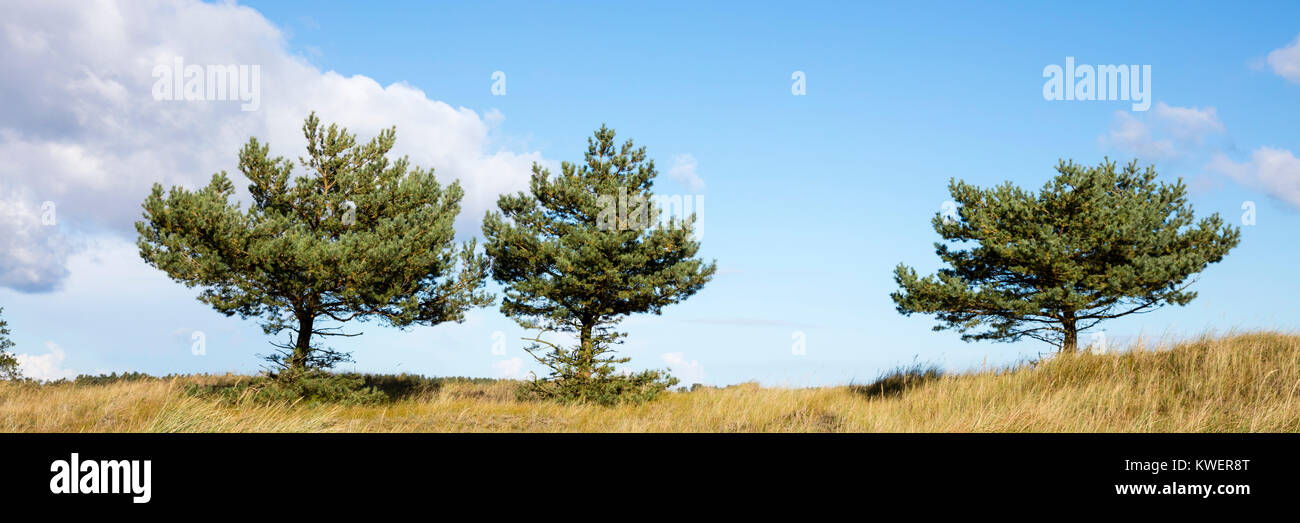 Kiefern, (Pinus), Nationalpark Vorpommersche Boddenlandschaft, Darß, Darßer Ort, Fischland-Darß-Zingst, Mecklenburg-Western Pomerania, Germany, Europe Stock Photo