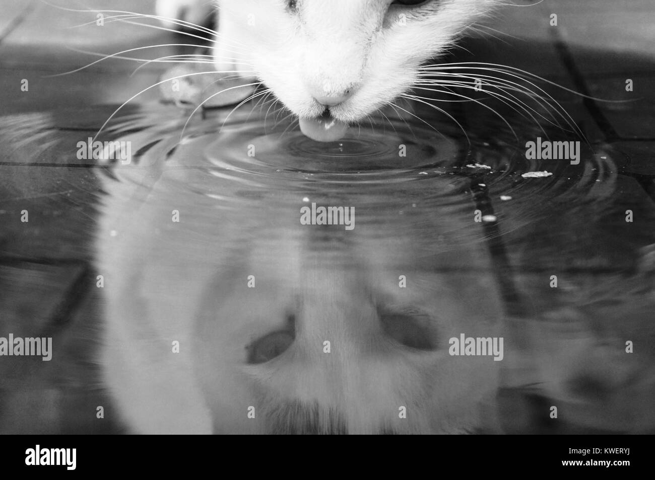 cat drinks water Stock Photo
