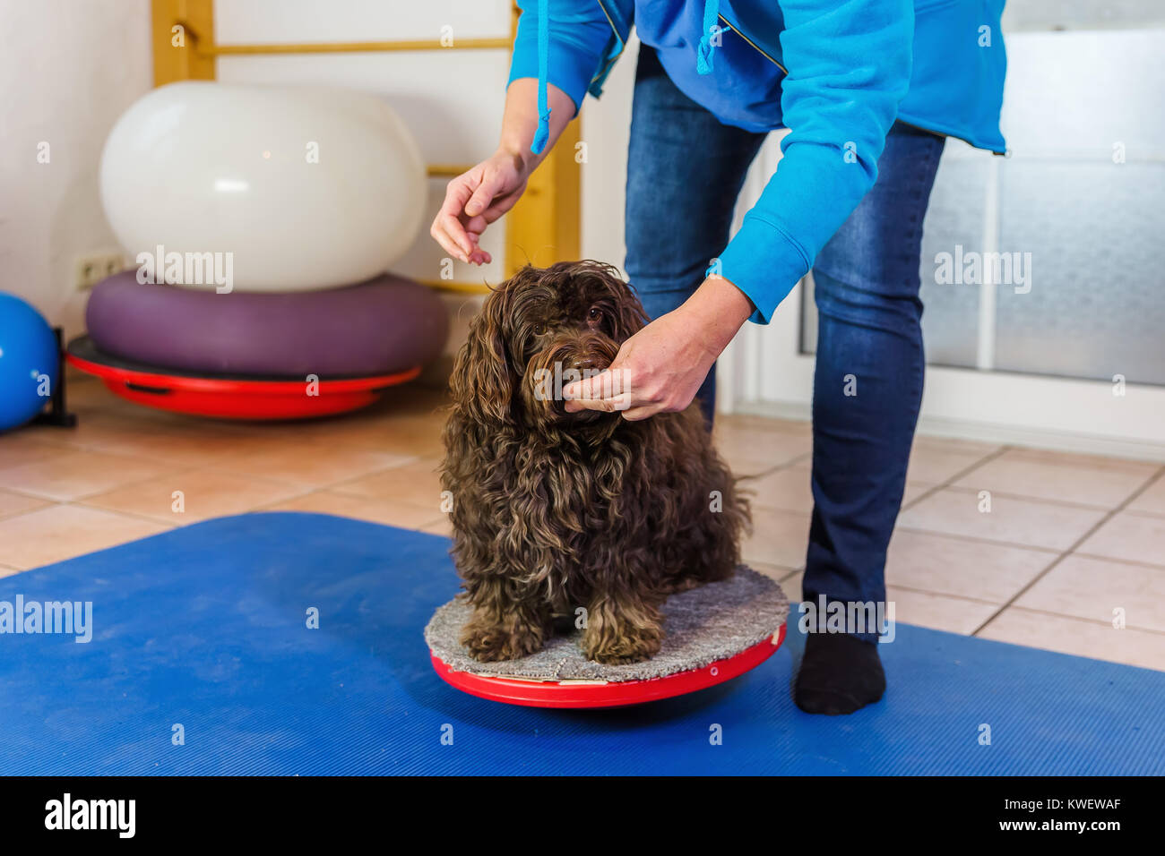 woman works with a Havanese on training devices in a physiotherapy office Stock Photo