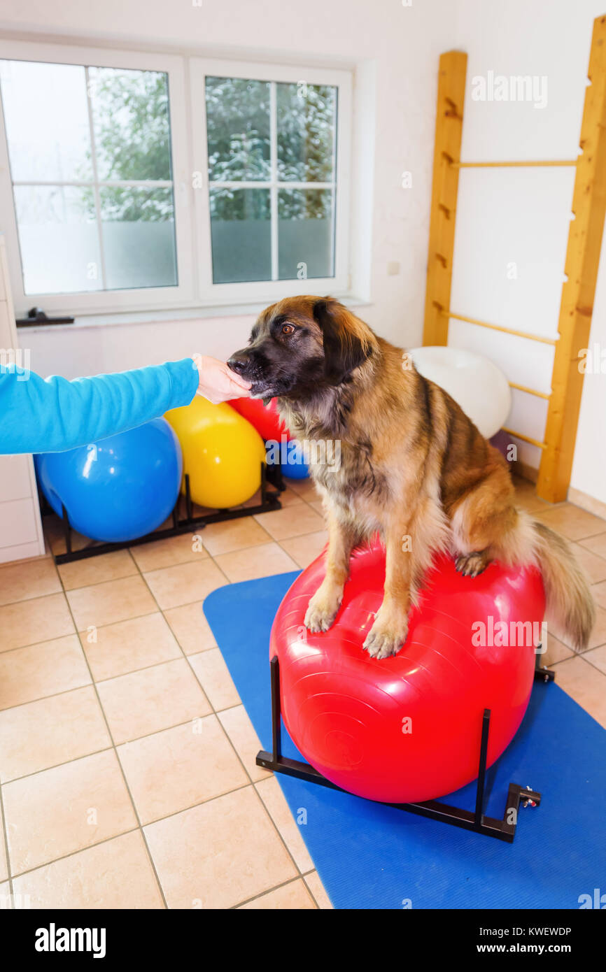woman works with a Leonberger on training devices in a physiotherapy office Stock Photo