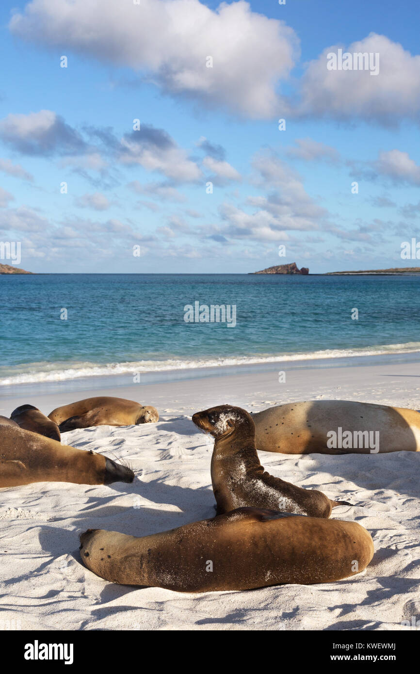 Galapagos beach - sea lions ( Zalophus wollebaeki ), Gardner Bay ...