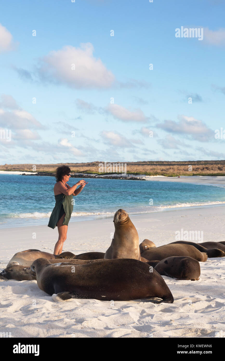 Galapagos tourist taking a photo of Sea Lions, Gardner Bay, Espanola Island, Galapagos National Park, Galapagos Islands, Ecuador South America Stock Photo