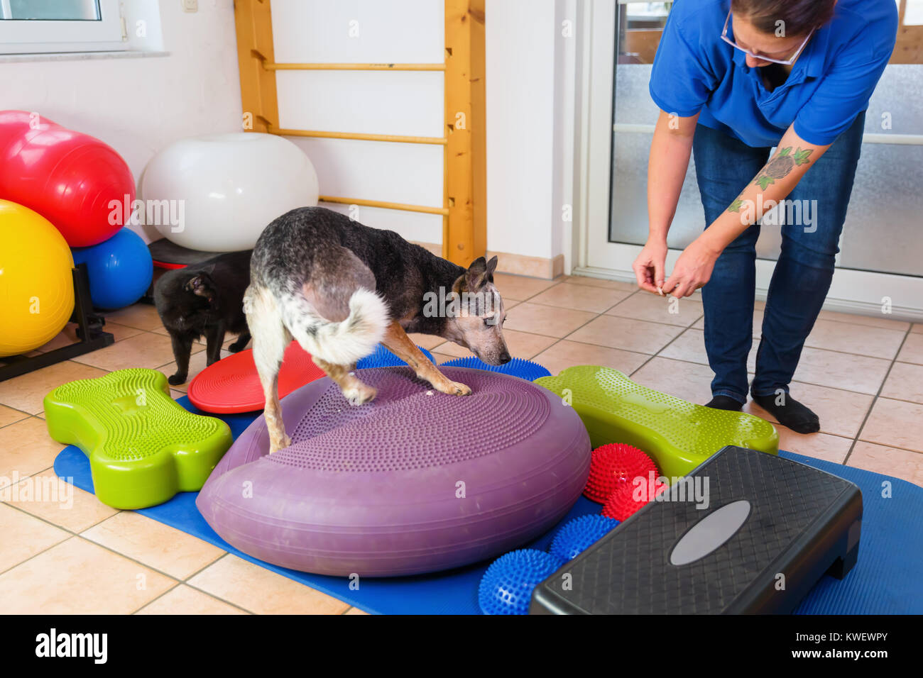 picture of a woman who works with an Australian Cattledog in an animal physiotherapy office Stock Photo