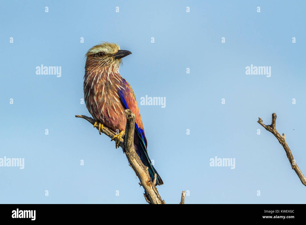 Rufous-crowned roller in Kruger national park, South Africa ; Specie Coracias naevius family of Coraciidae Stock Photo