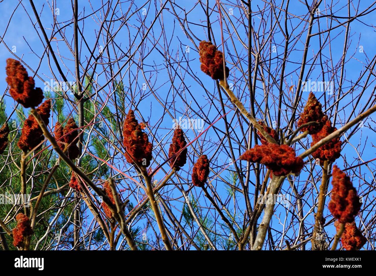 Sumac in Autumn Stock Photo Alamy