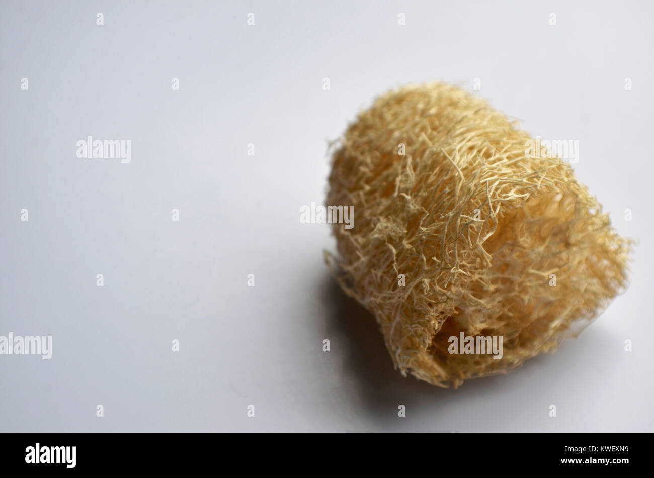 Sea sponge close up Stock Photo