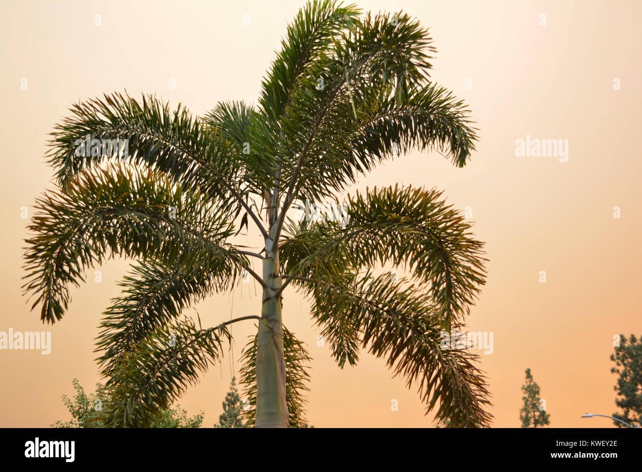 Palm Tree during California Wildfire Stock Photo