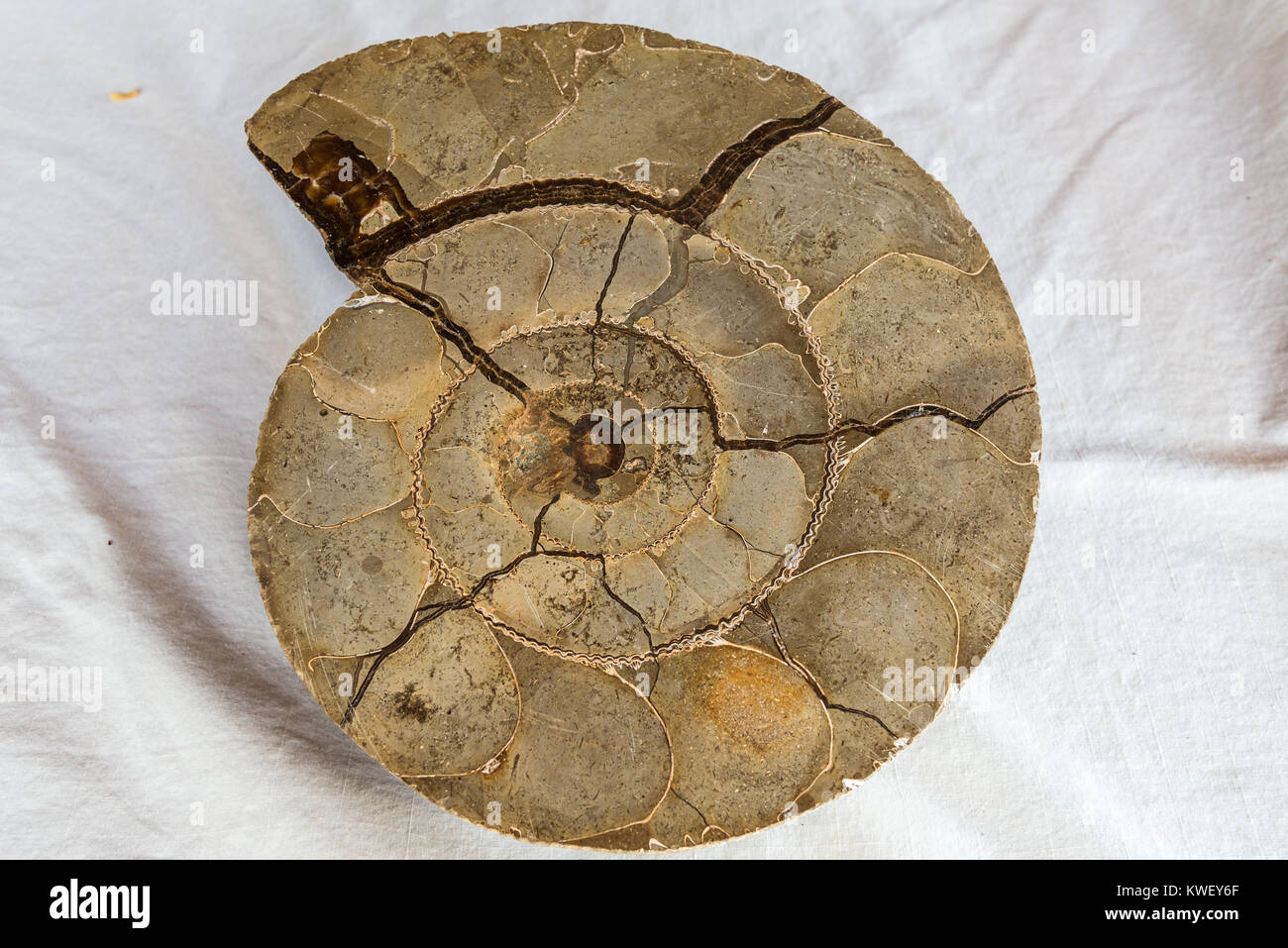 Ammonite fossil. Madagascar, Africa. Stock Photo