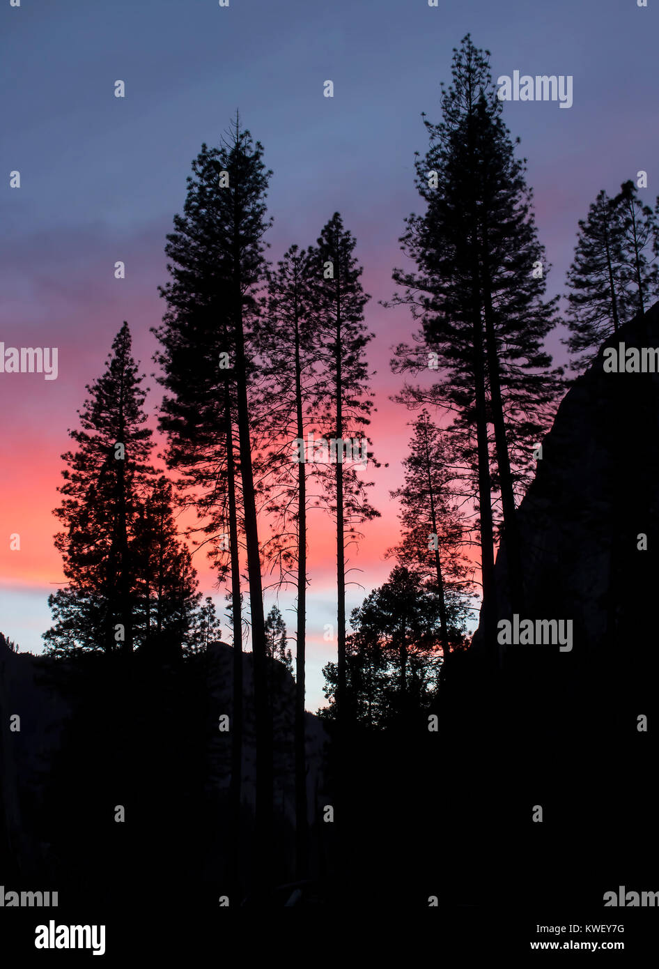 Group of Pine Trees in Silhouette with Pink Sunset Stock Photo