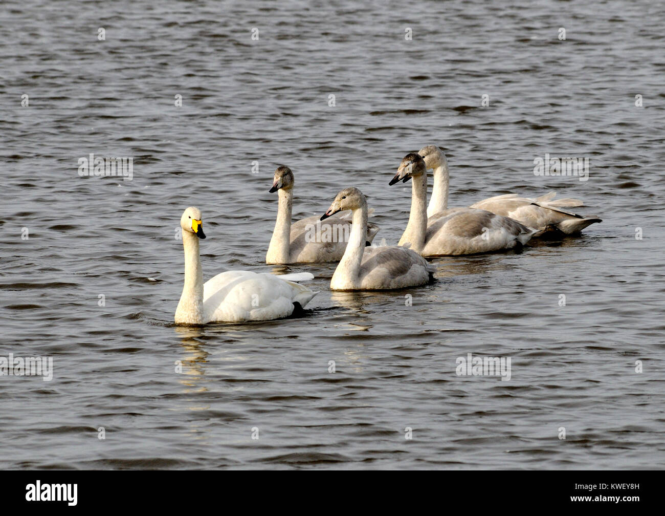 A group of juvenile whooper swans ( Cgnus cygnus ) being led by an adullt Stock Photo