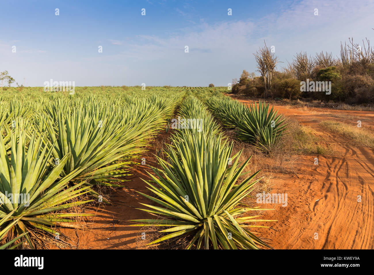 Rows of Agave sisalana at a Sisal Plantation near Berenty Private Reserve, southwest Madagascar, Africa. Stock Photo