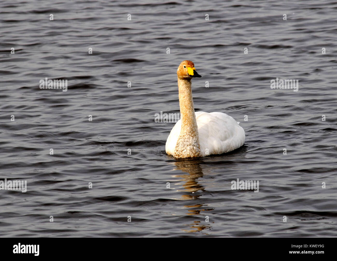 A whooper swan ( Cygnus cygnus ) gracefully glidesover the water Stock Photo
