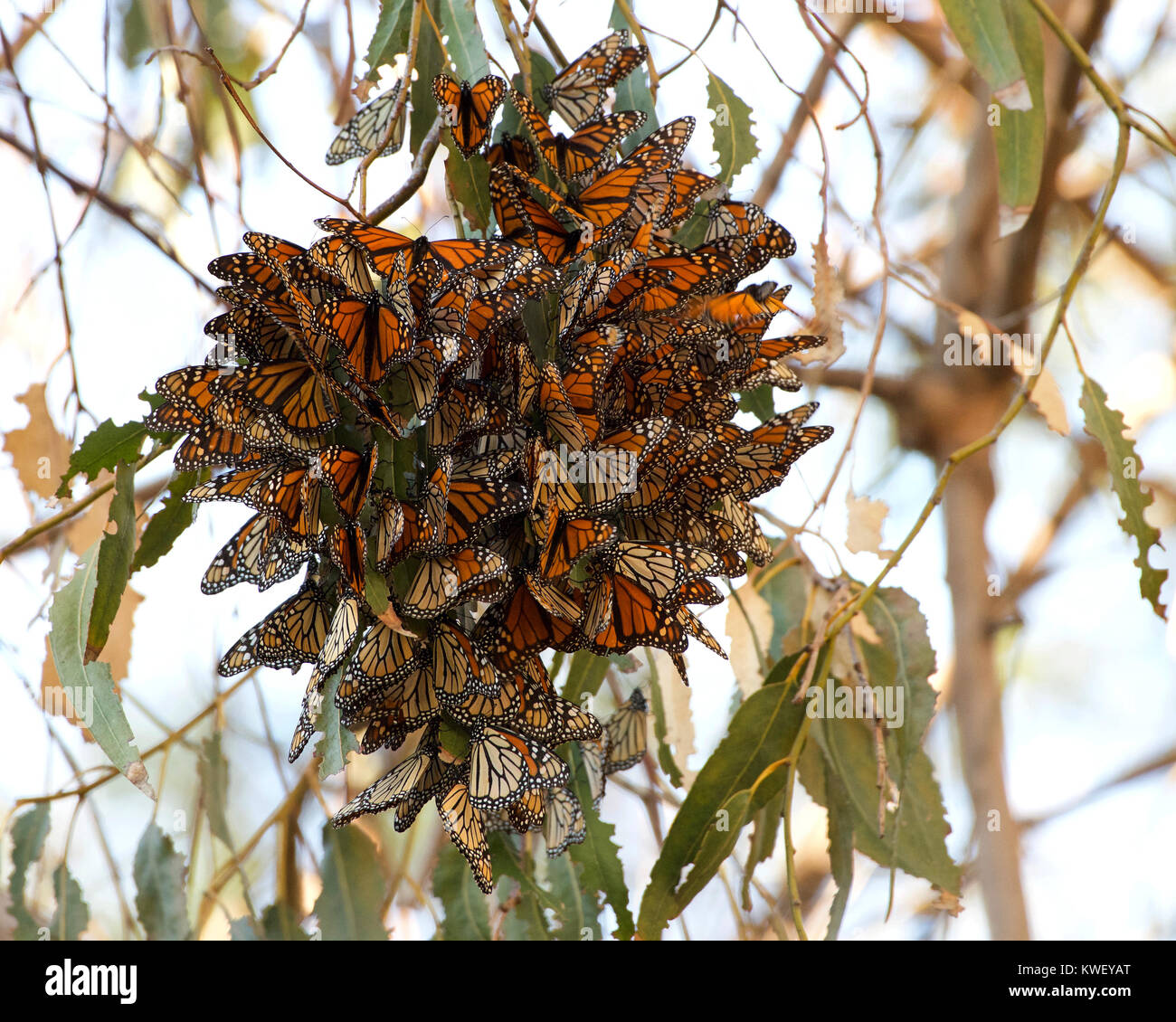 Monarch Butterflies in a Eucalyptus tree, clustering together to keep