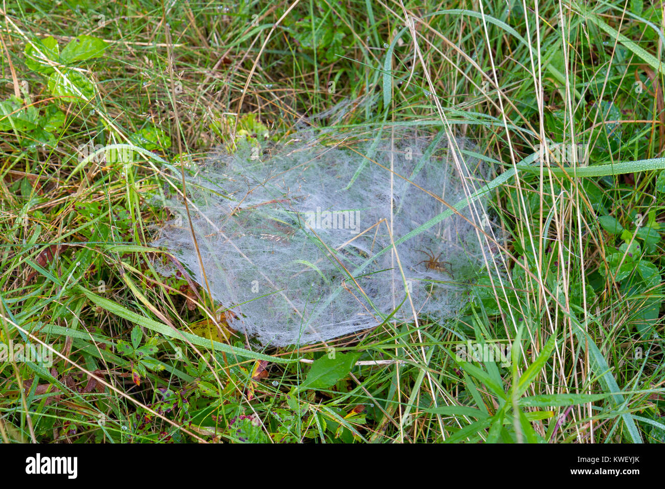 A funnel weaver grass spider and web in grass meadow in Pennsylvania