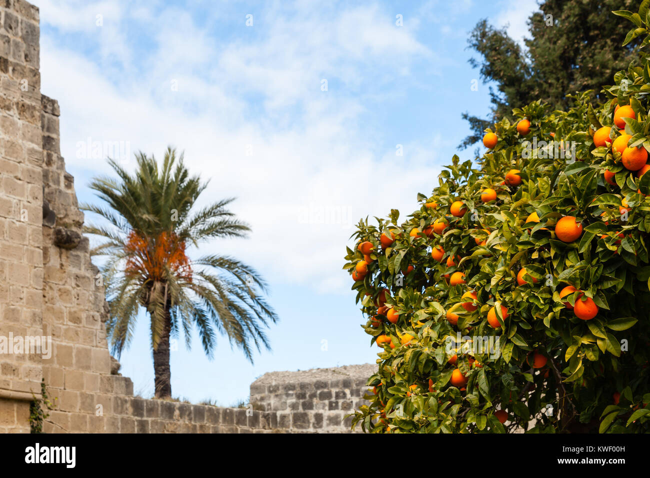 Oranges growing at Bellapais Abbey. The abbey is a 13th century