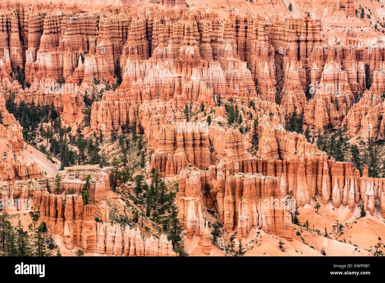 Amazing hoodoo stone formations in the amphitheater of Bryce Canyon National Park, Utah Stock Photo