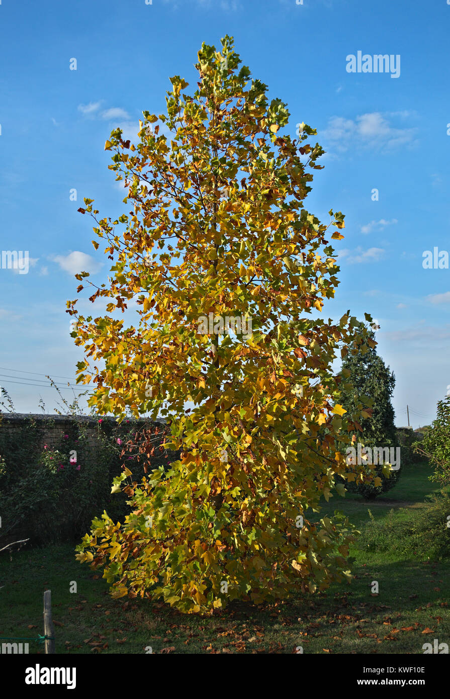 Poplar tree with yellow leaves at autumn Stock Photo Alamy