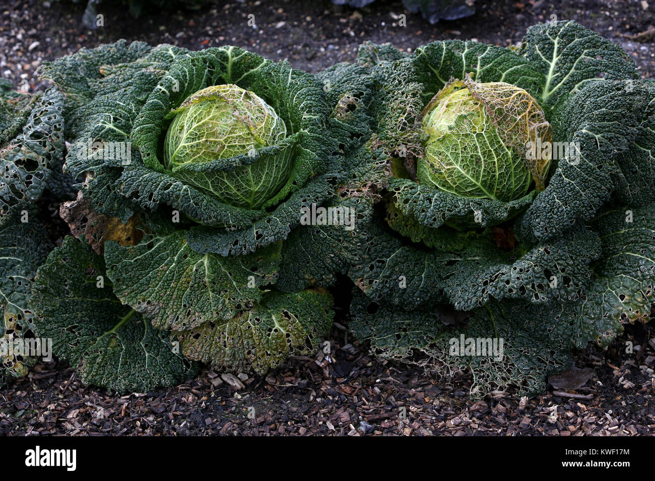 Cabbages pictured not looking their best in a vegetable patch in Chichester, West Sussex, UK. Stock Photo
