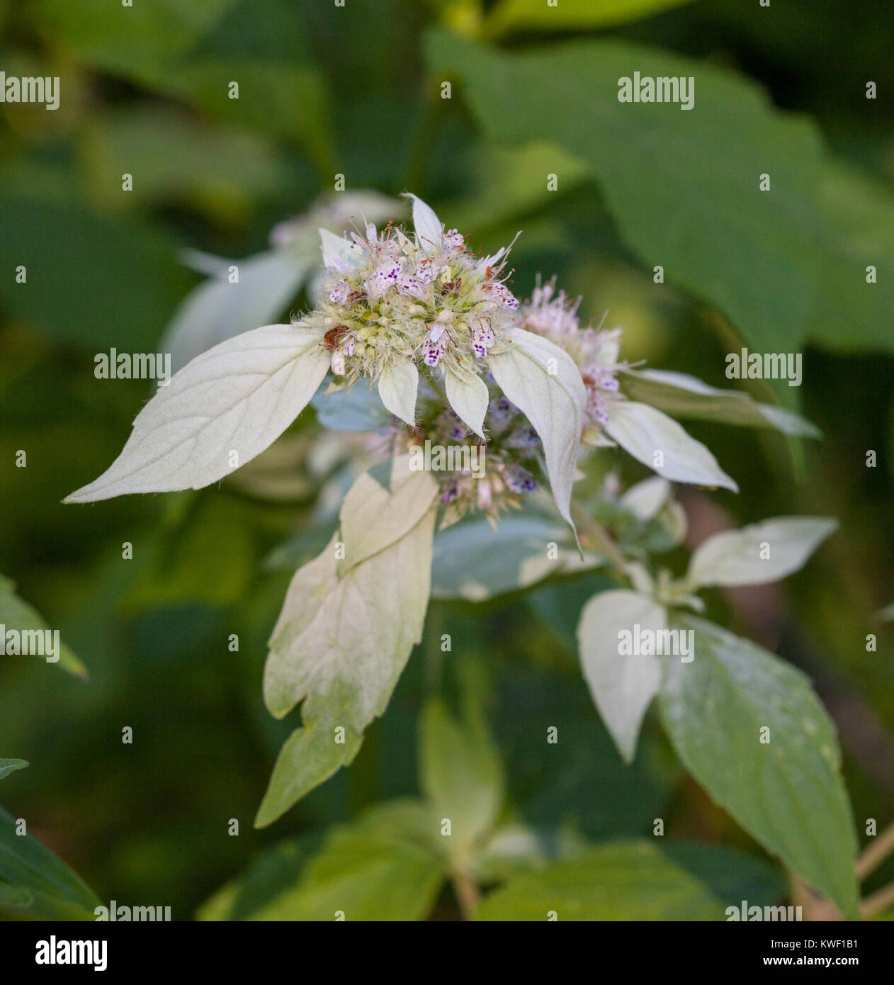 Mountain Mint (Pycnanthemum) leaves and flowers blooming in summer Stock Photo