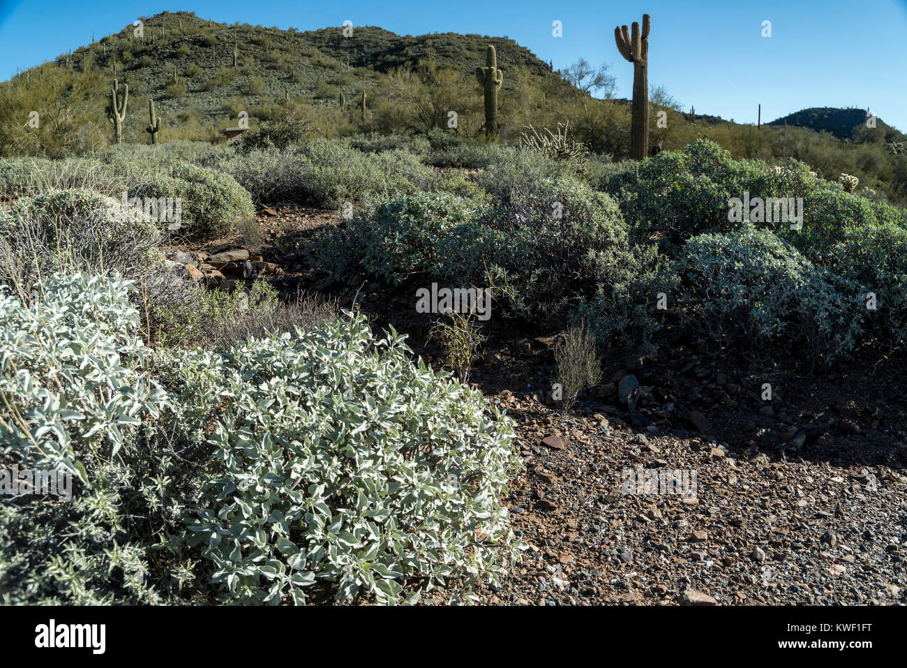 Cactus and landscape in Cave Creek Regional Park Stock Photo Alamy