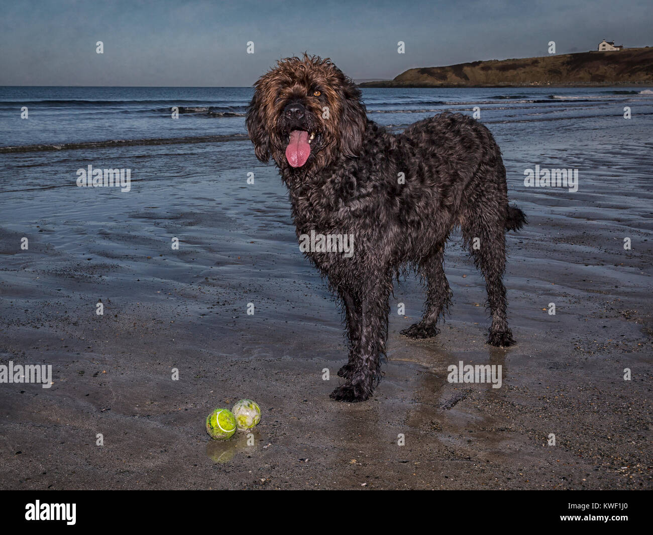 Black Labradoodle dog stands on the sand at Sandy Beach, Porth Tywyn Mawr, on Anglesey with two yellow tennis balls at its feet Stock Photo