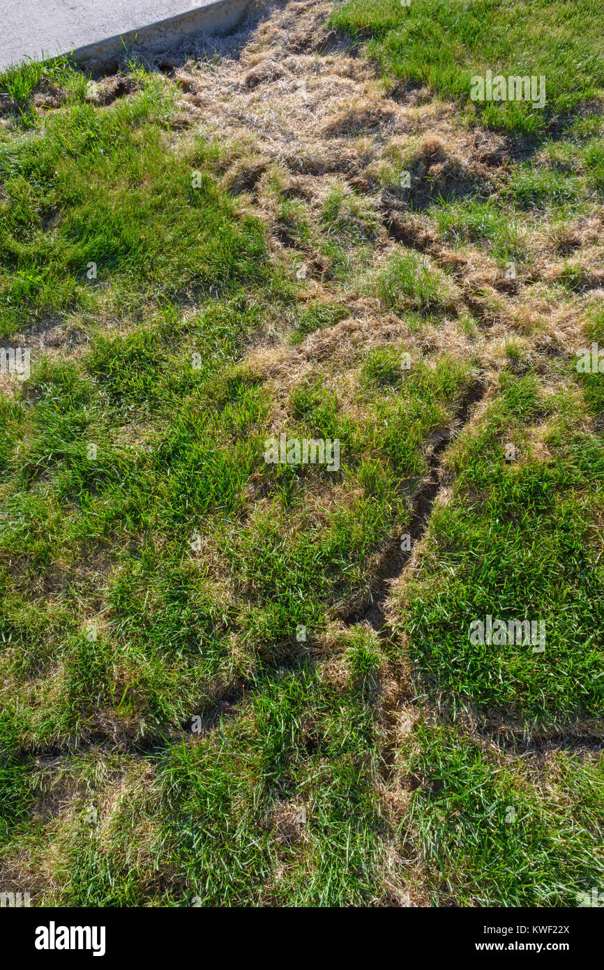Meadow Vole furrows or runways in grass landscaped sod, Colorado US Stock Photo