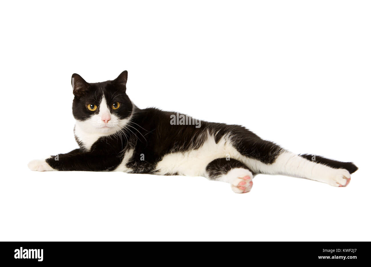 domestic cat lying down isolated on white Stock Photo Alamy