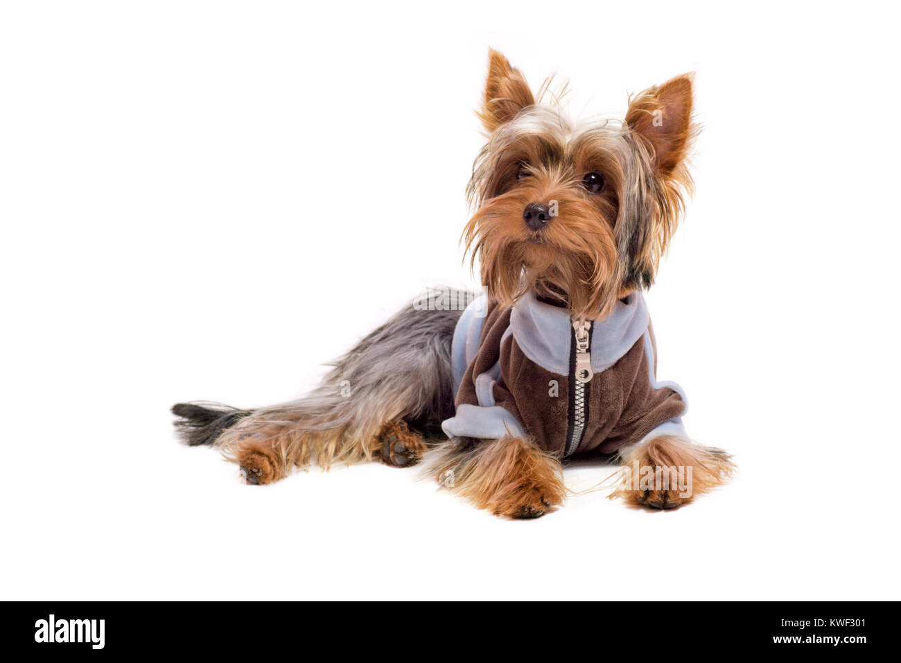 yorkshire terrier lying on floor wearing jacket isolated on white Stock ...