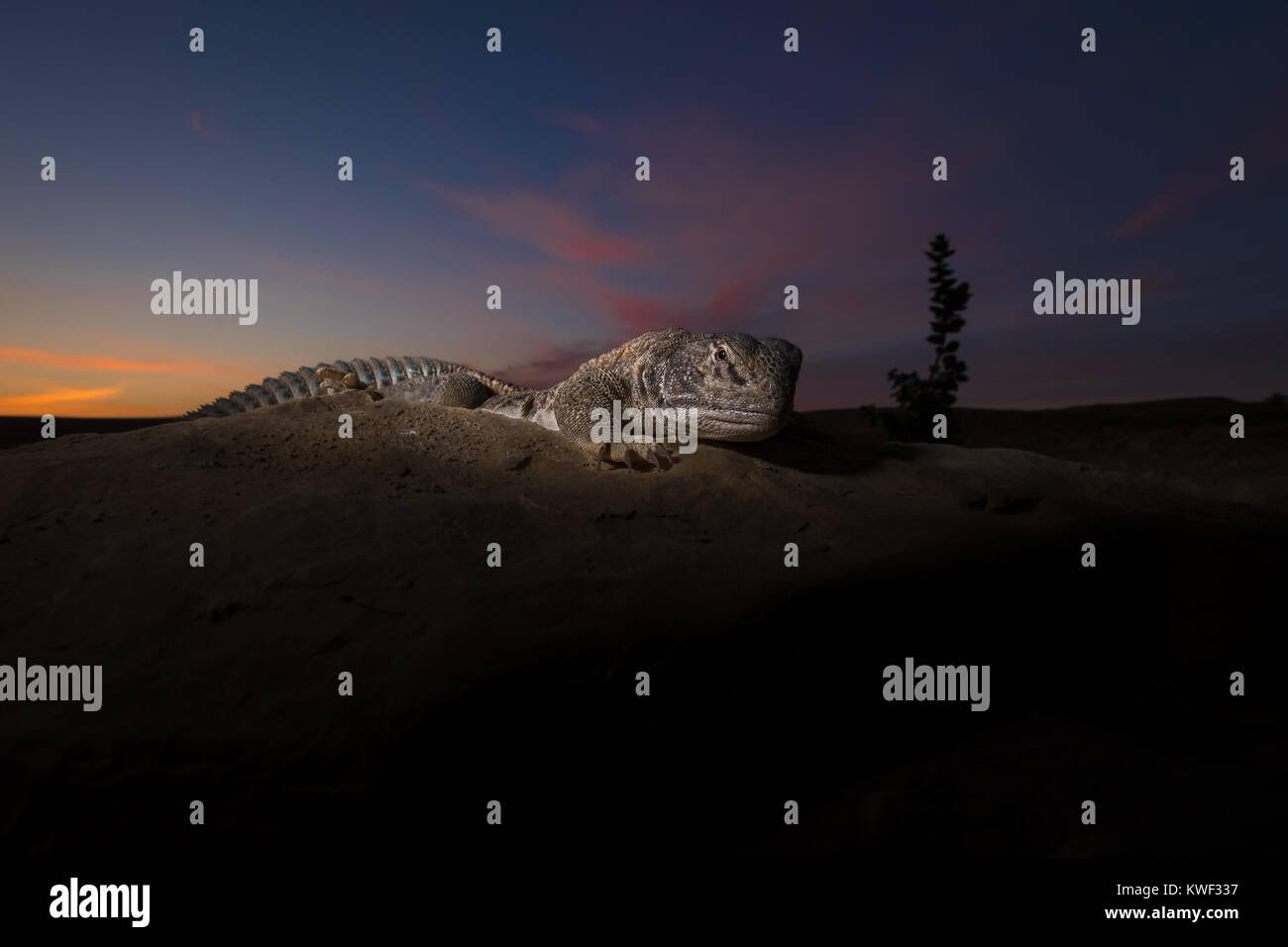 Spiny tailed lizard in desert habitat Stock Photo