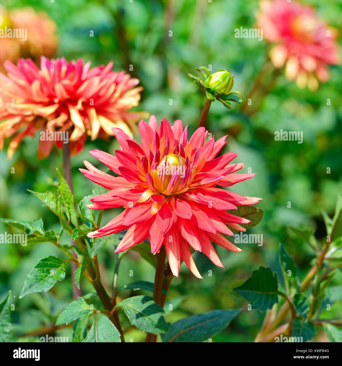 Pink dahlia bush hi-res stock photography and images - Alamy