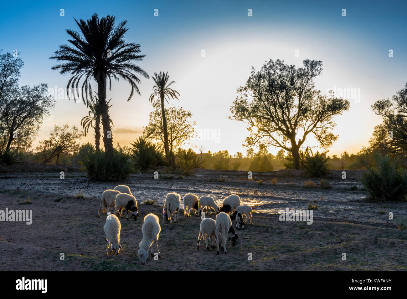 Arabic sheep hi-res stock photography and images - Alamy