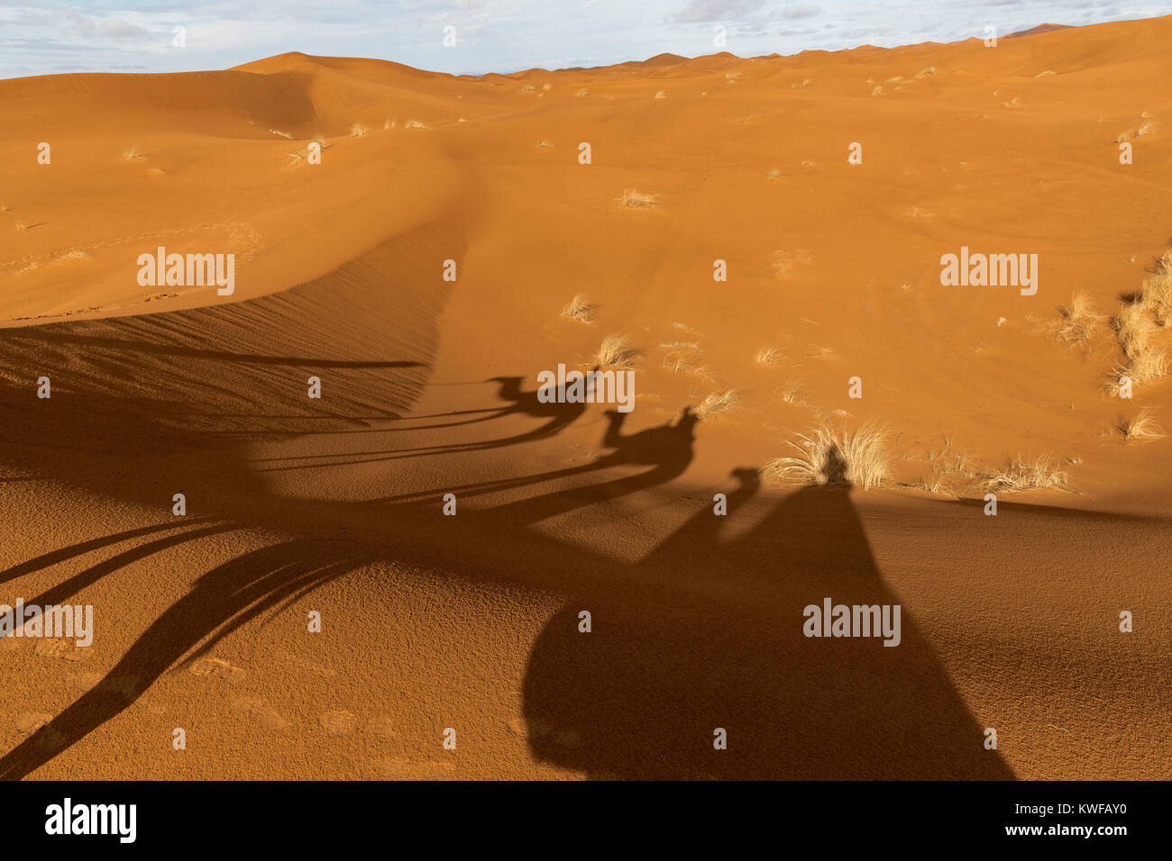 Camel shadows cast upon sand dunes during camel trek in Moroccan Sahara desert. Stock Photo