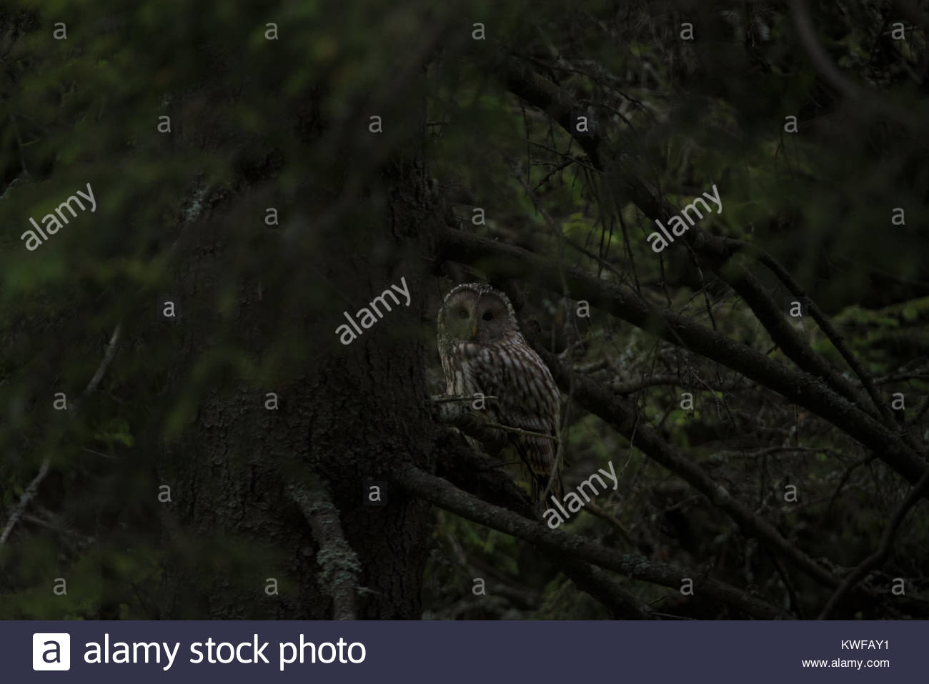 A Ural Owl Stares Through The Trees Of The Dark Green Forest Stock Photo Alamy Listen to dark stares | soundcloud is an audio platform that lets you listen to what you love and share the sounds you create. alamy
