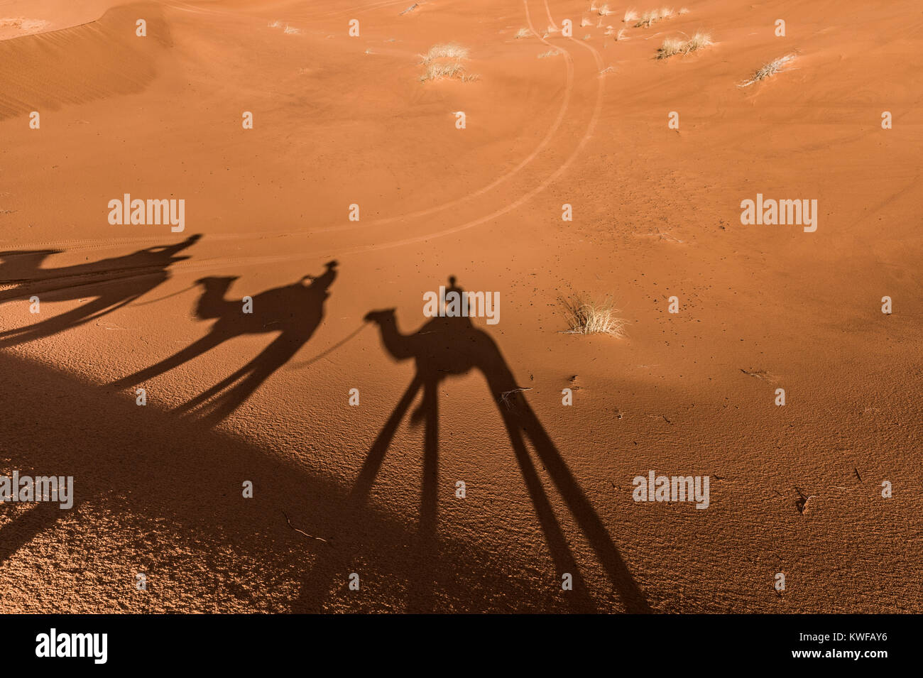 Camel shadows cast upon sand dunes during camel trek in Moroccan Sahara desert. Stock Photo