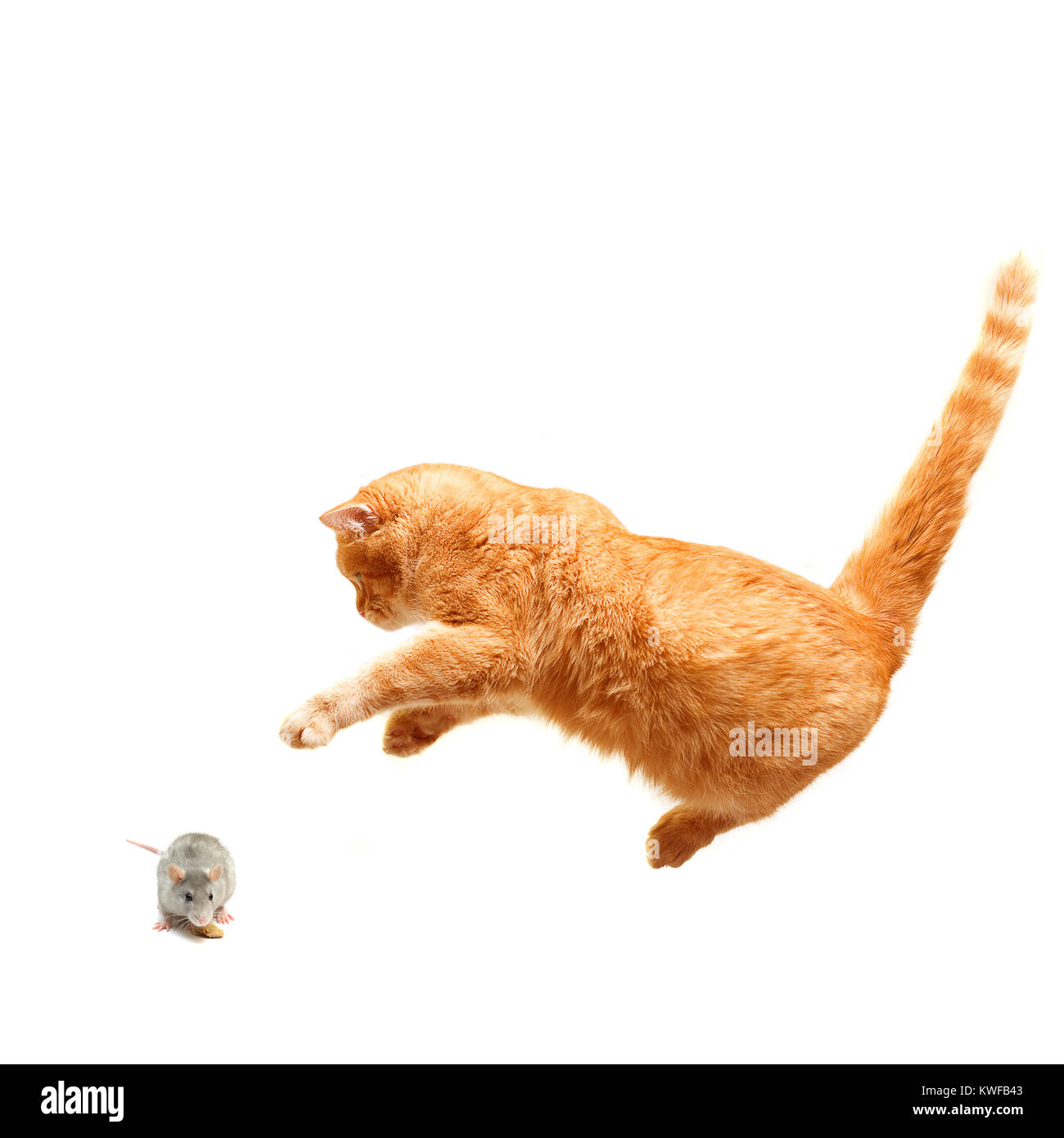 Playful cat hunts a mouse -  isolated on white Stock Photo