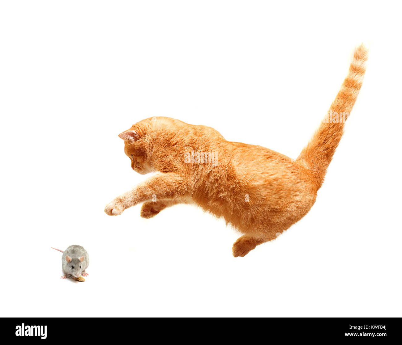 Pets - Cat and mouse isolated Stock Photo