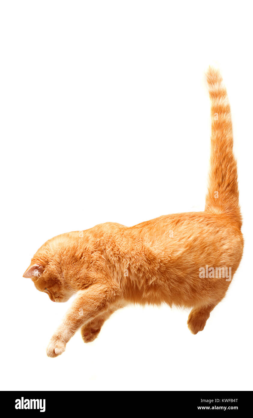 Playful cat jumping isolated on white background Stock Photo