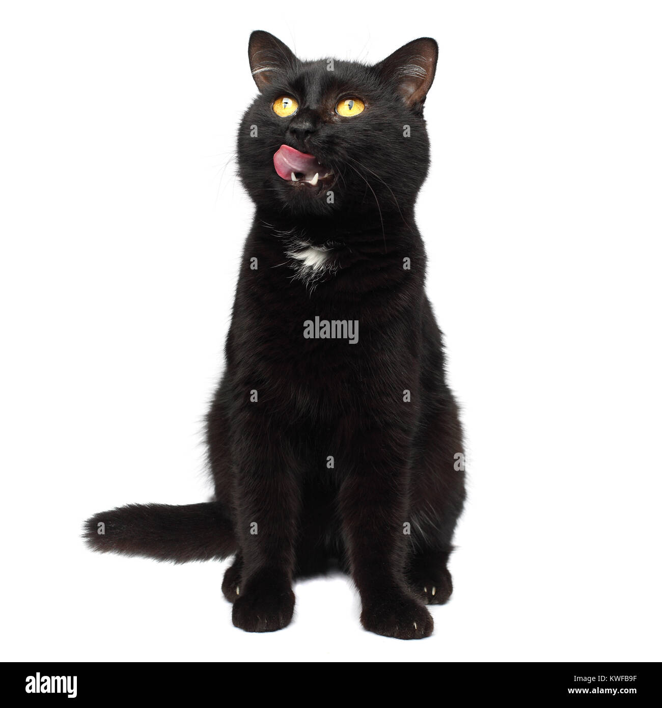 Cat wants to eat black kitten with open mouth and stuck out his