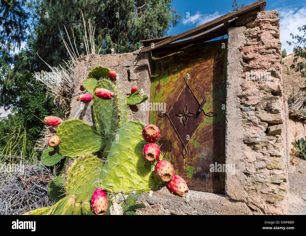Prickly pears and traditional steel gate, High Atlas. Stock Photo