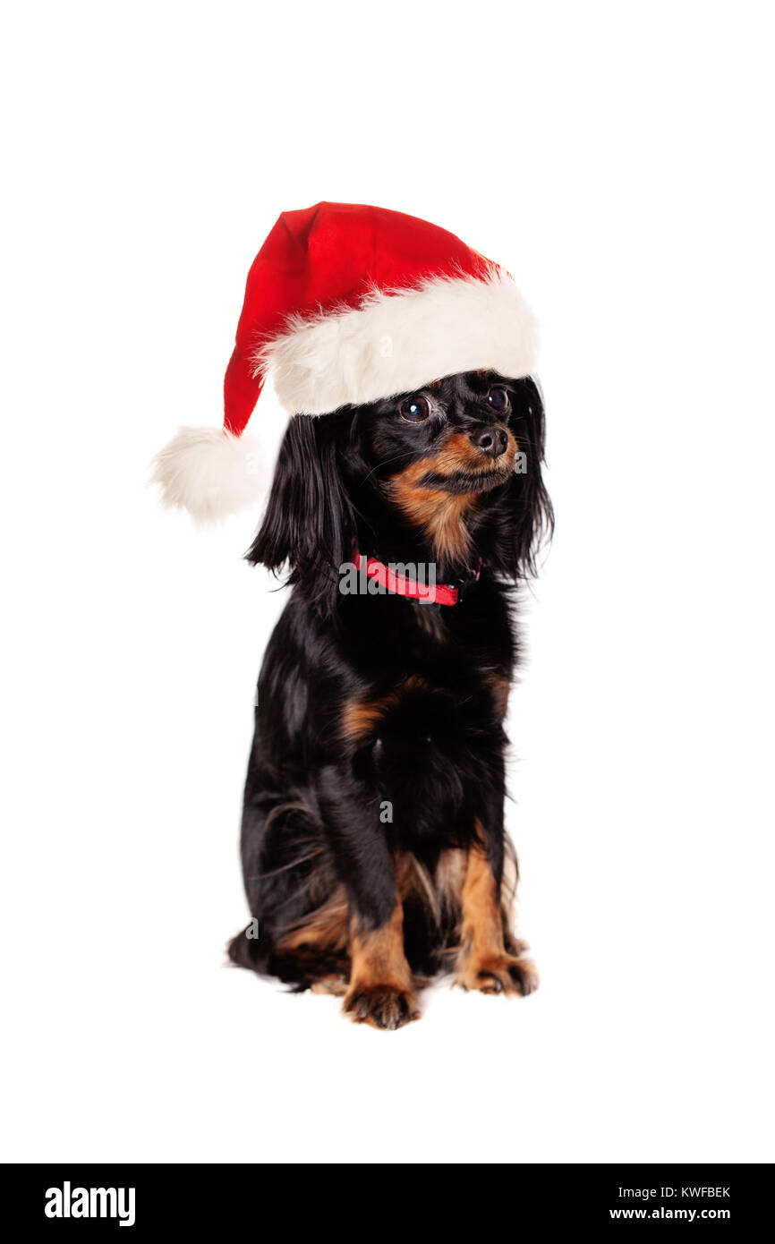Dog in Santa Hat Isolated on White Background Stock Photo - Alamy
