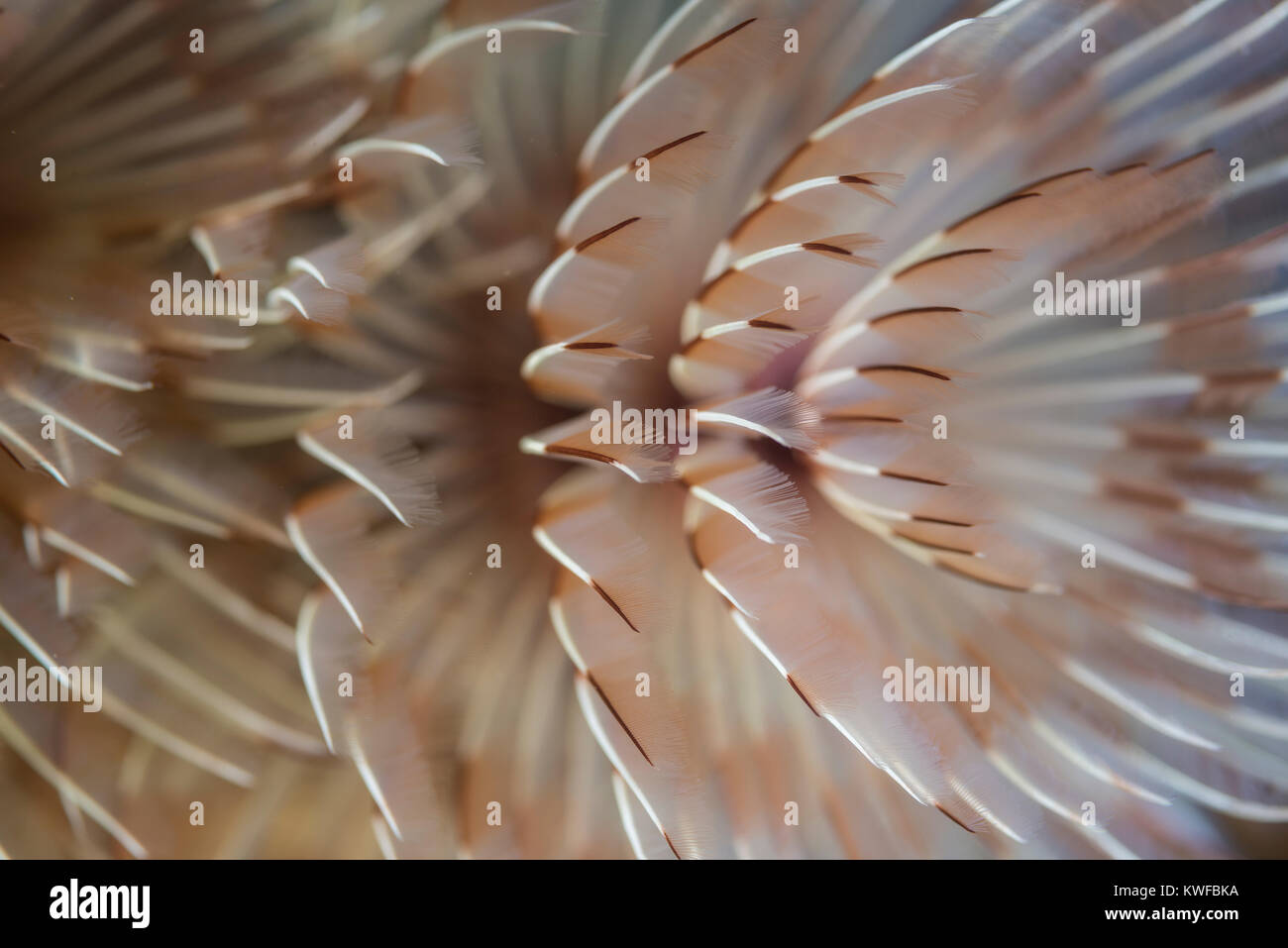 Detail of a tube-dwelling anemone Stock Photo